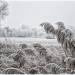 Winterwonderland II